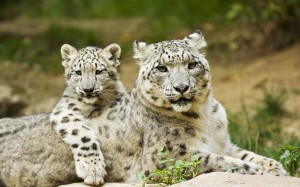 snowleopard